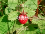 Stock-1-0015 | Plants | Malchows Company