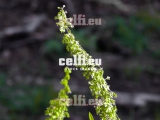 Stock-1-0028 | Plants | Malchows Company