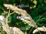 Stock-1-0032 | Plants | Malchows Company