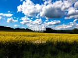 Stock-1-0085 | Landscape and Nature | Malchows Company