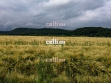 Stock-1-0087 | Landscape and Nature | Malchows Company